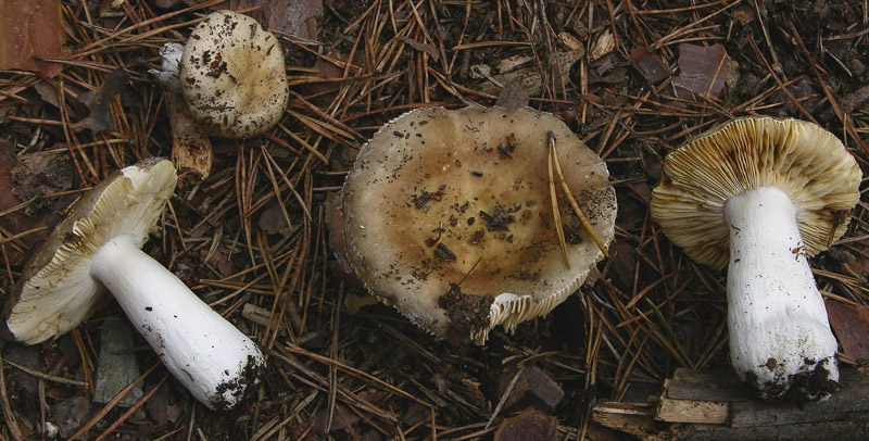 Russula sp.....e cerchio delle streghe...